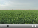 farm_desert_thumb.jpg