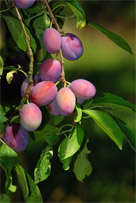 Plums