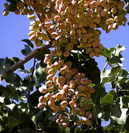 PistachioBunchWEB