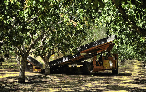 Growers working on Pistachios