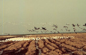 California Rice Field