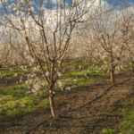 almond bloom