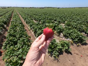 Strawberry in field